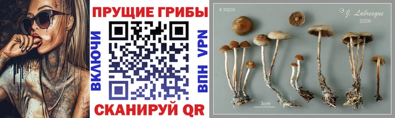 Псилоцибиновые грибы Magic Shrooms  купить  цена  Октябрьский 